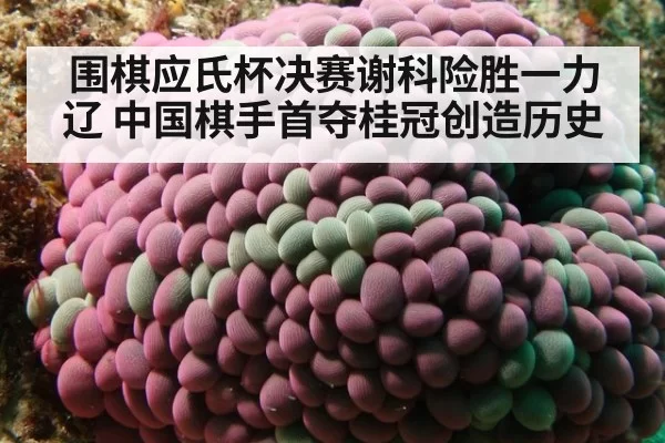 围棋应氏杯决赛谢科险胜一力辽 中国棋手首夺桂冠创造历史